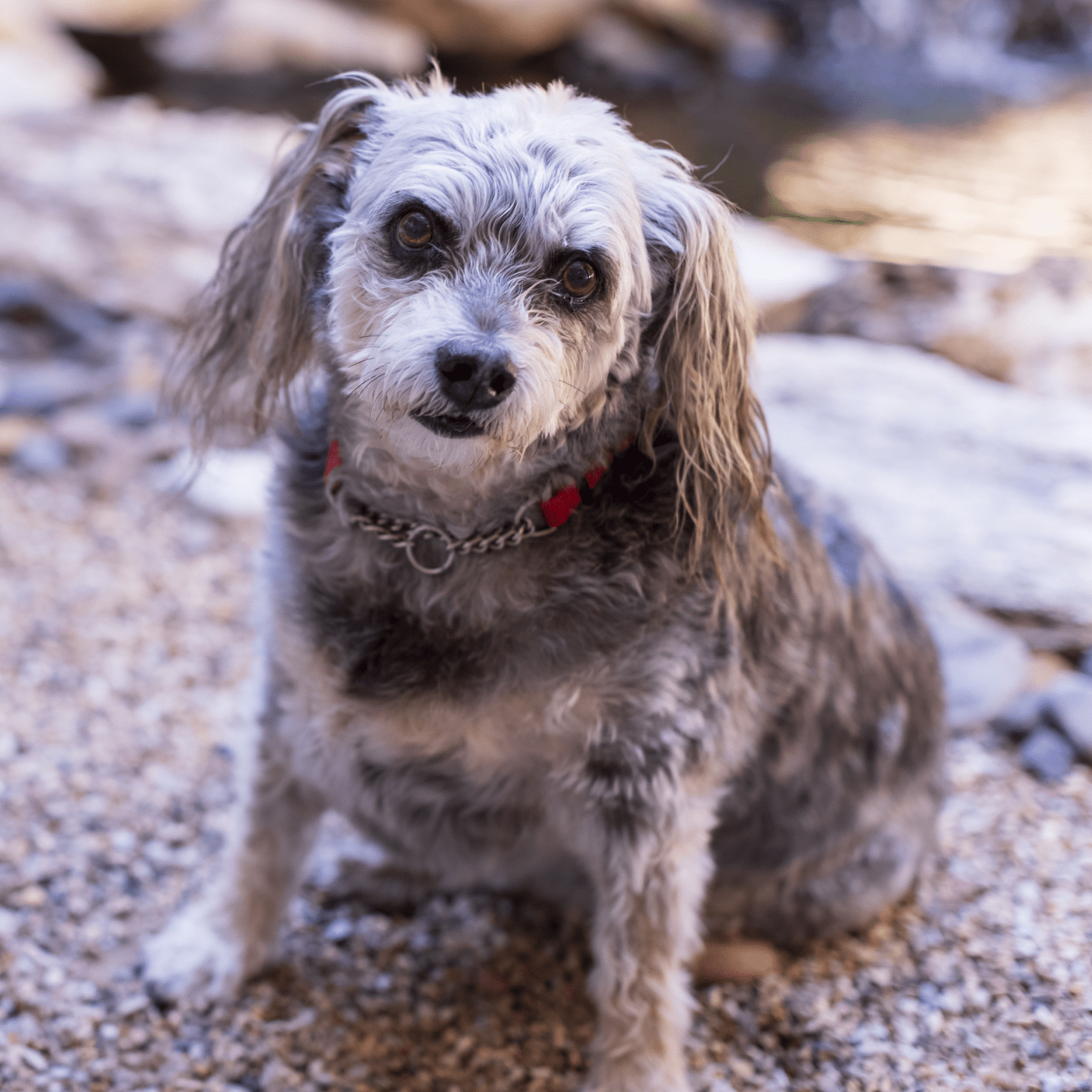Small dog with a spotted coat sitting on gravel outdoors.